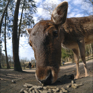 Wildpark Lüneburger Heide D2X 0332 1