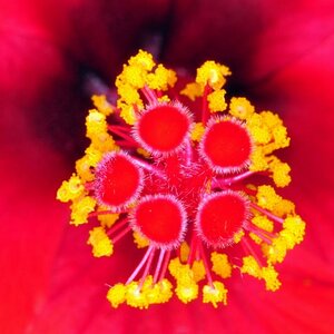 Blütenstempel Hibiscus