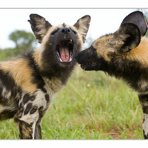 2Wilddog1