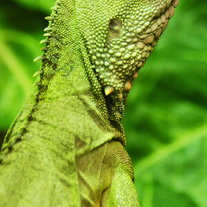 Leguan Wiesbaden 005
