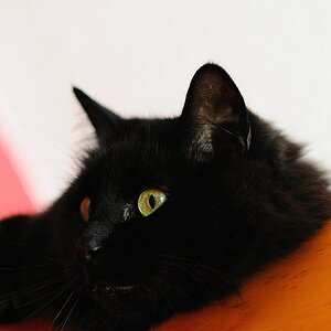 Earlblack auf der Vitrine