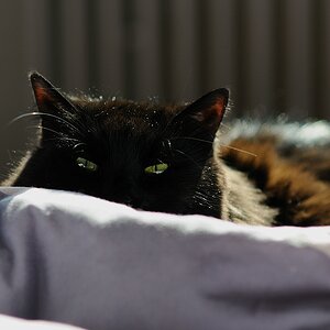 Earlblack in Bed