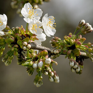 Kirschblüten