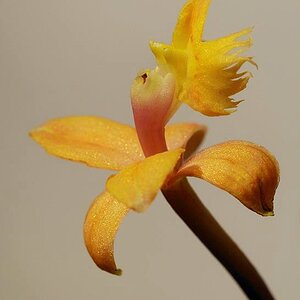 Einzelblüte