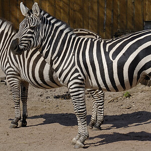 Zoo