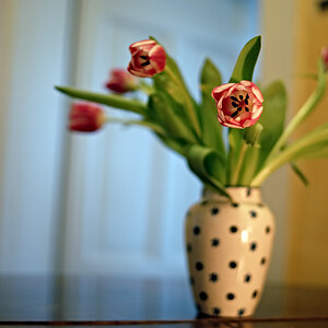 mit Sigma 30/1.4 (Offenblende)