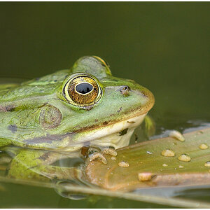 Frosch55
