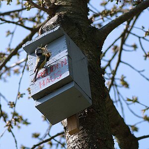 Meise am Vogelhaus
