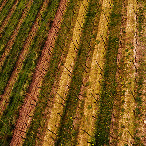 Wein 2