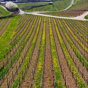 Wein 3