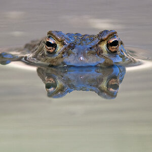 frosch