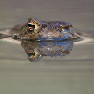 frosch2