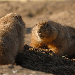 Wildpark Lüneburger Heide D2X 0754 1