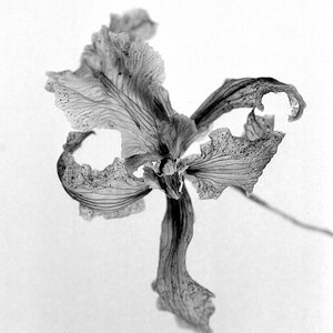 BW400 230213 12bf filt
Verblühte Orchidee: F3, Makro-Noflexar 4/105; Kodak Professional BW400CN, bel. wie 400 ASA.