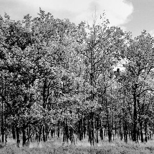 BW400 230213 2 f:  Lüneburger Heide; F3, 3,5-4,5/28-105 AF, Kodak Professional BW400CN