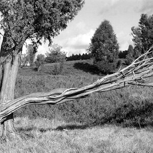 BW400 230213 5af: Lüneburger Heide; F3, 3,5-4,5/28-105 AF, Kodak Professional BW400CN