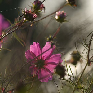 427900blumenherbst