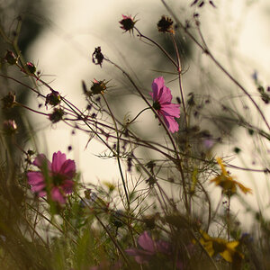 85900herbst