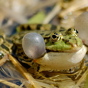 Frosch, Botanischer Garten in München
