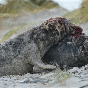 aacomp Helgoland 20121224 04115