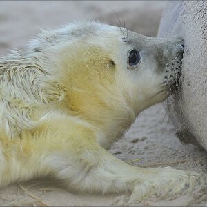 aacomp Helgoland 20121223 03582