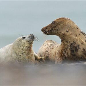 aacomp Helgoland 20121224 06012