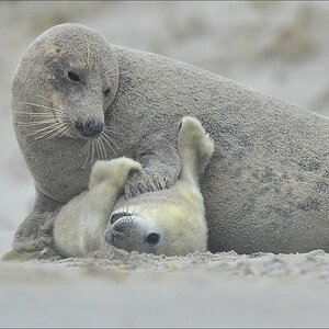 aacomp Helgoland 20121225 09509