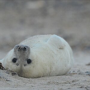 aacomp Helgoland 20121225 11889