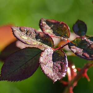 Erste Macro Versuche