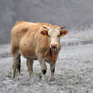 Einsame Kuh auf der gefrorenen Wiese