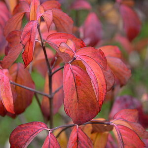 cornus kousa