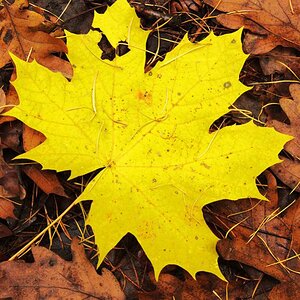 Blatt im Laubklein