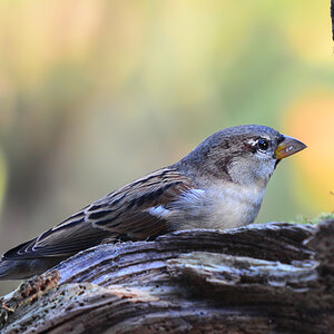 DSC 9501 khg