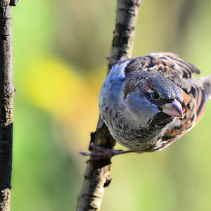 DSC 9528 khg