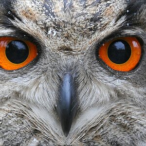 aaacomp Bild 973