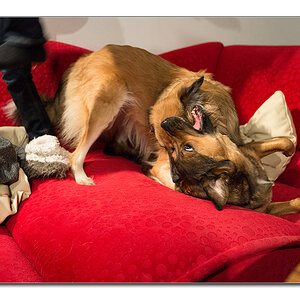 kind und hund2