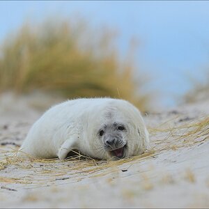 aacomp Helgoland 20130112 4792