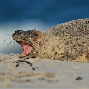 aacomp Helgoland 20130111 0658