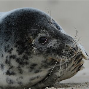 aacomp Helgoland 20130111 1003