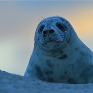 aacomp Helgoland 20130112 2095