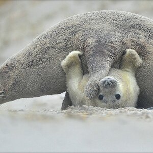 aacomp Helgoland 20121225 09449