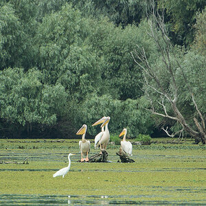 Pelikane im Donaudelta