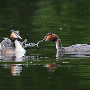 aacomp bramfsee 20130524 0457