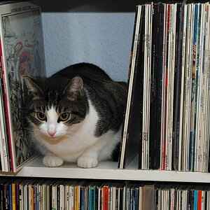 Mausi zwischen Czukay und Camberwell Now