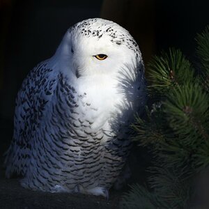 Schneeeule