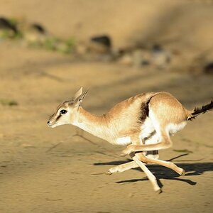 speedy