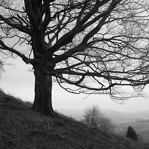 comp DSCF0730bsw