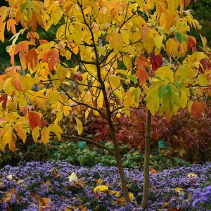 Herbst 002