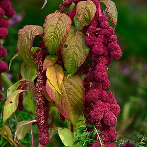 Herbst 003