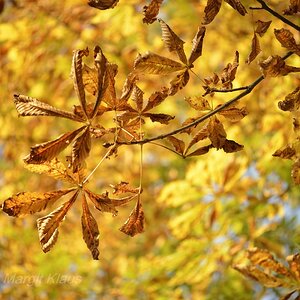 Herbst 005